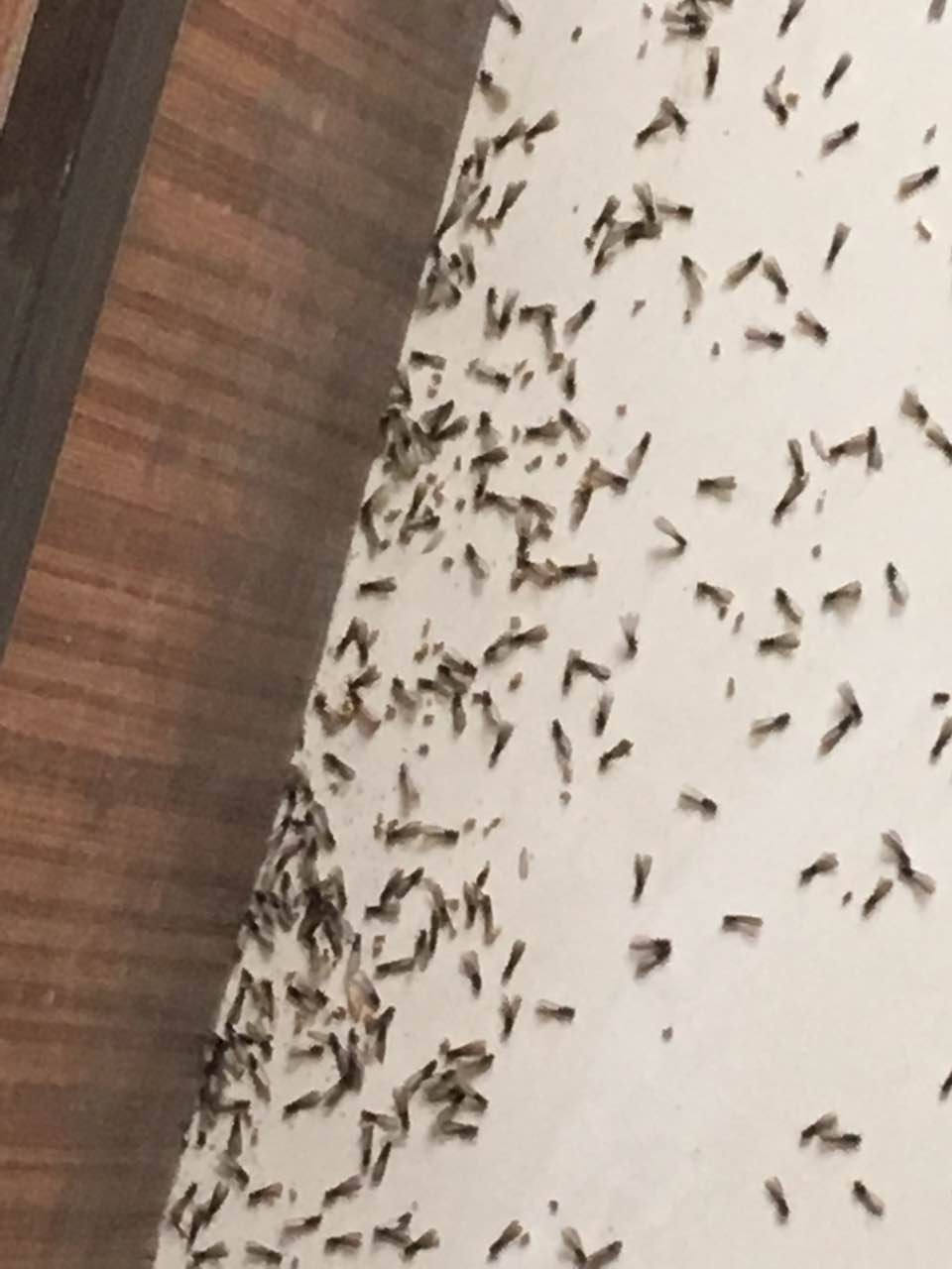 荆州市仁德白蚁防治中心的蚊子防治
